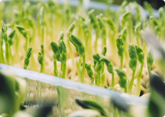 KAIROS AGRICULTURE