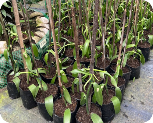 Vanilla_Cuttings